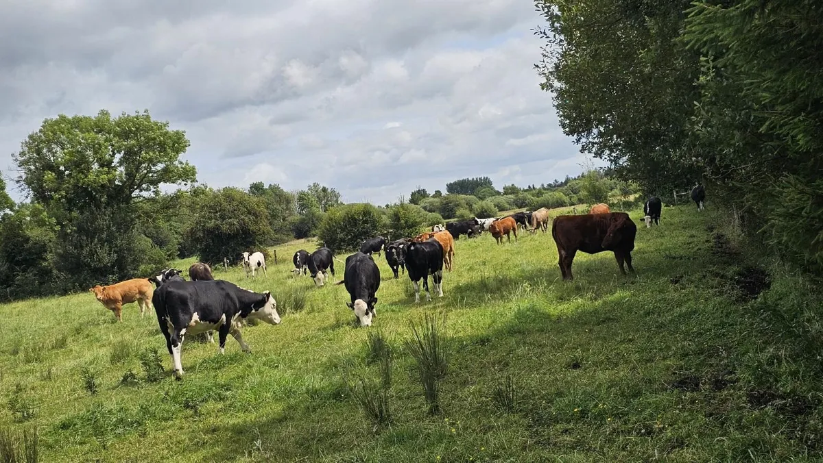For sale 45 heifers - Image 2