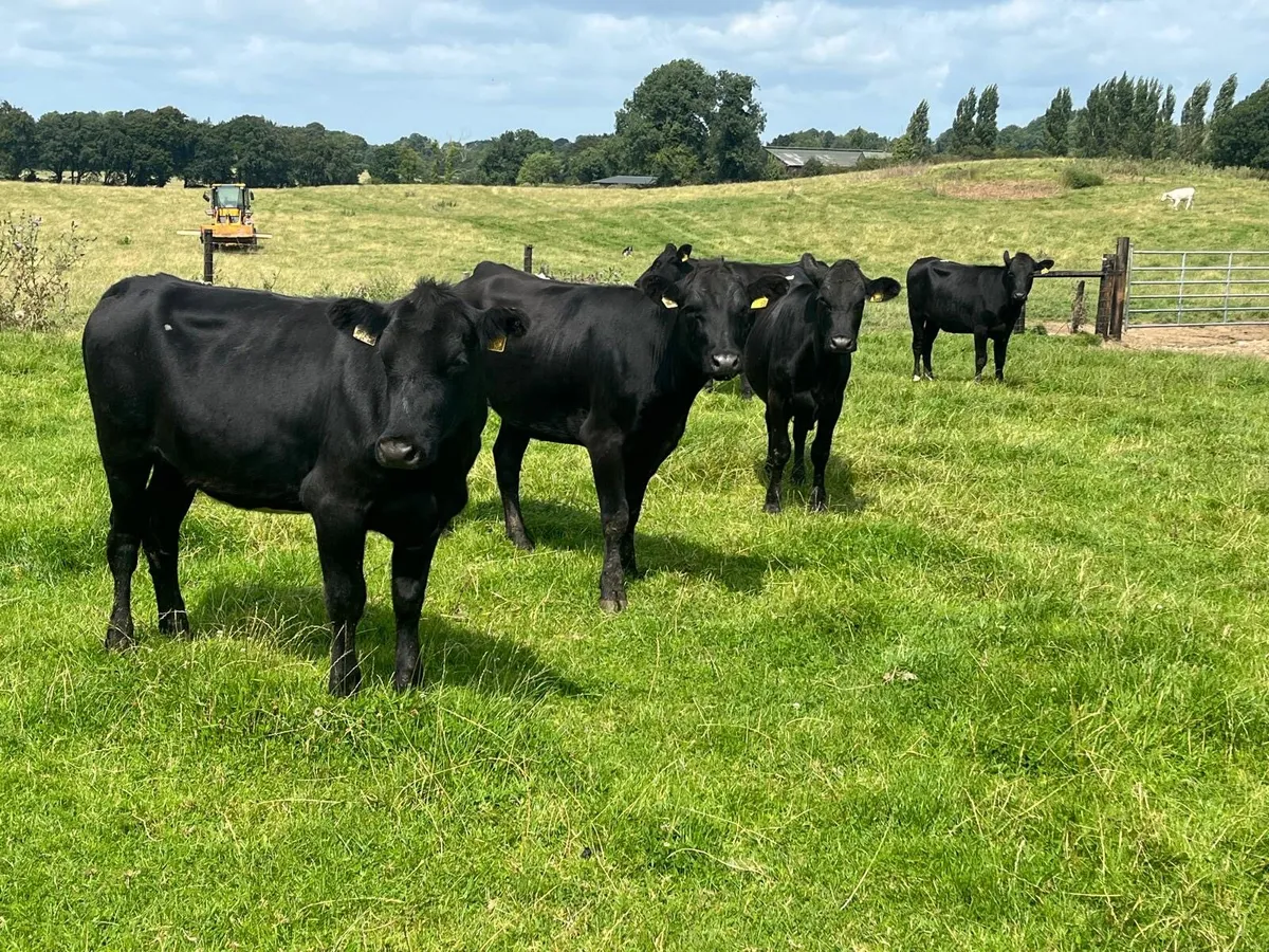 6 super Angus store heifers - Image 1