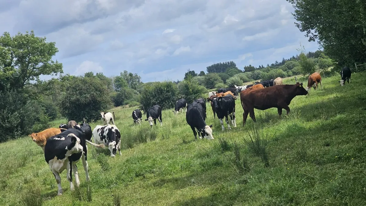 For sale 45 heifers - Image 3