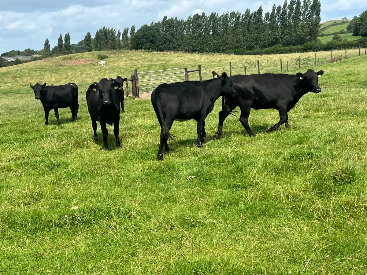 6 super Angus store heifers - Image 2
