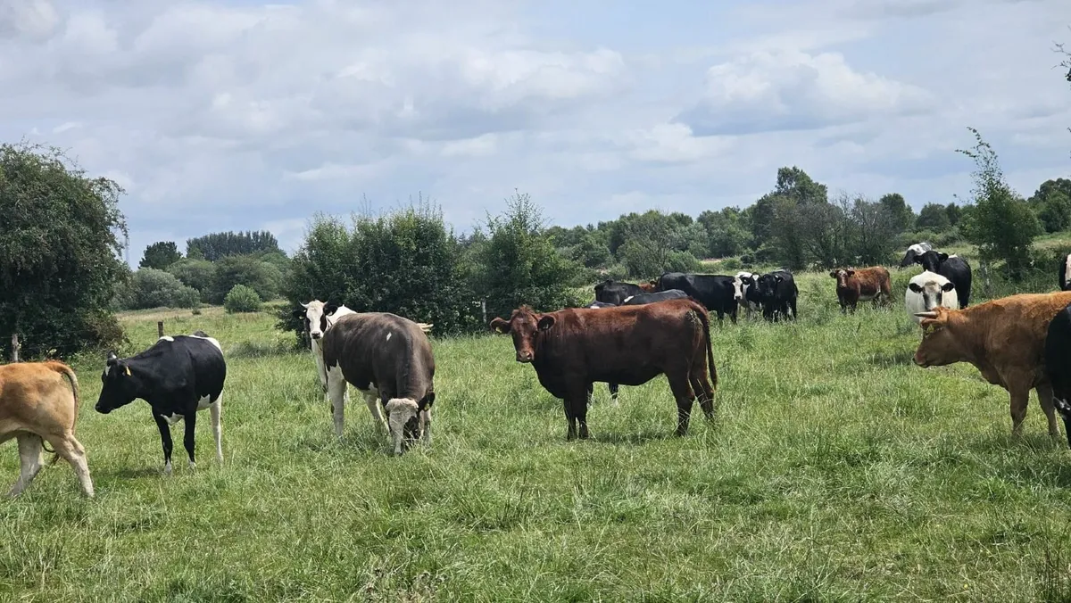 For sale 45 heifers - Image 4