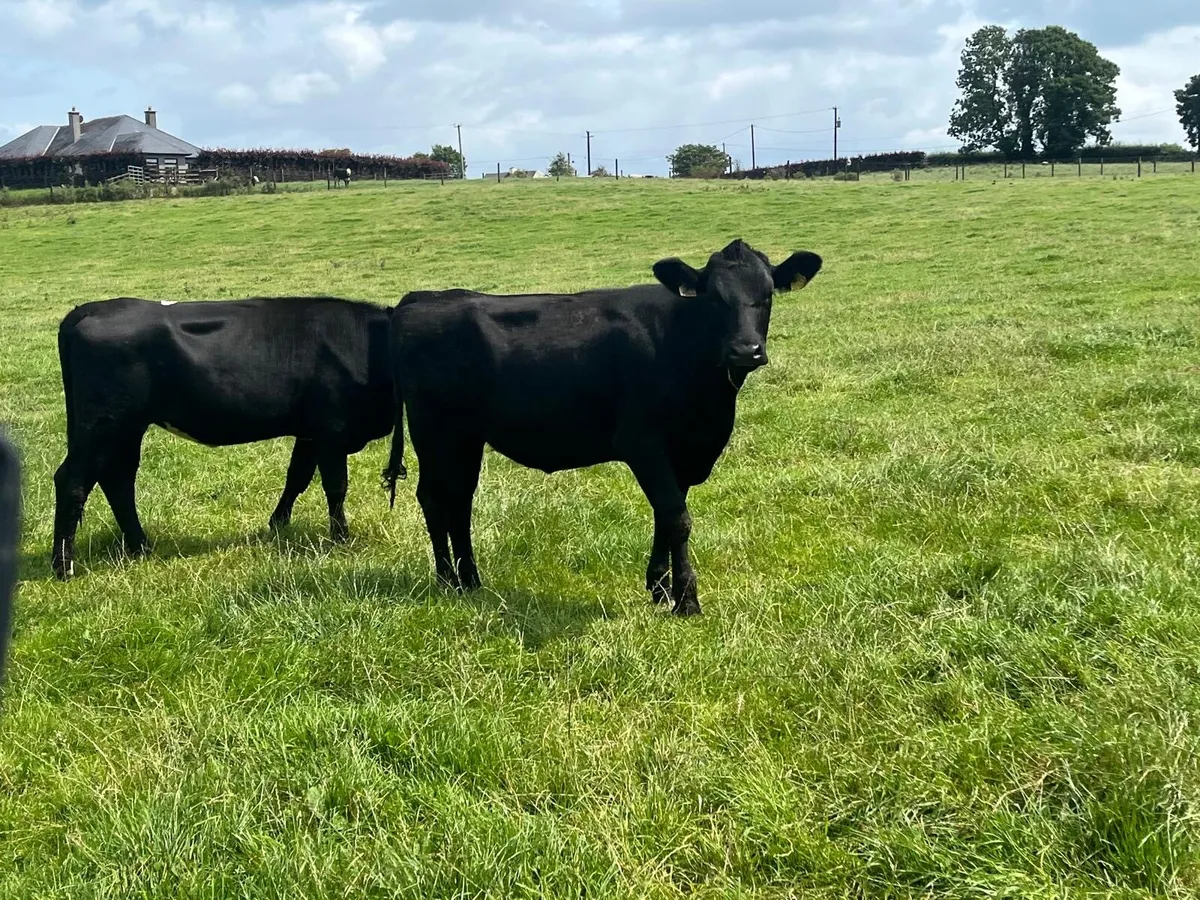 6 super Angus store heifers - Image 3