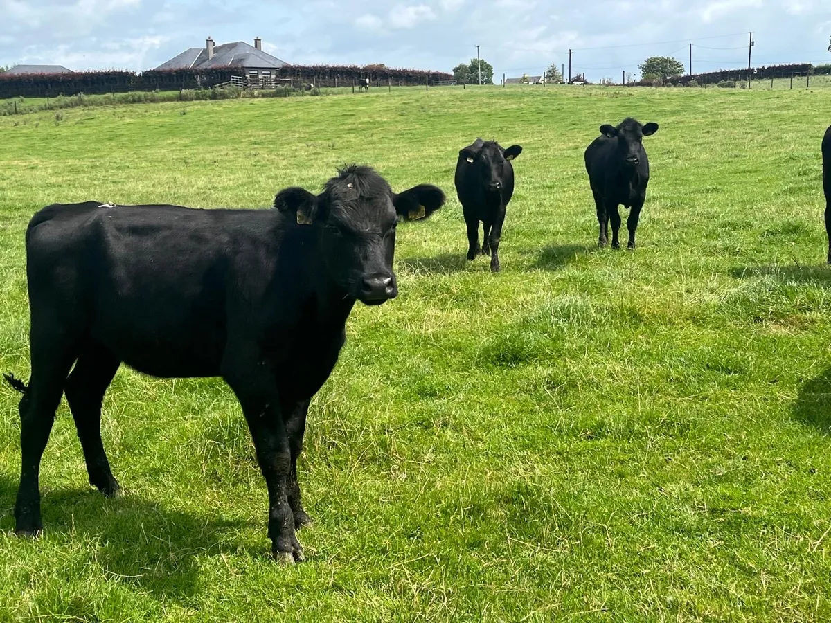 6 super Angus store heifers - Image 4