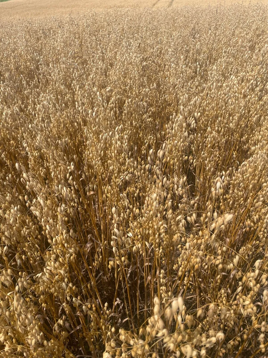 Round bales of barley straw - Image 3
