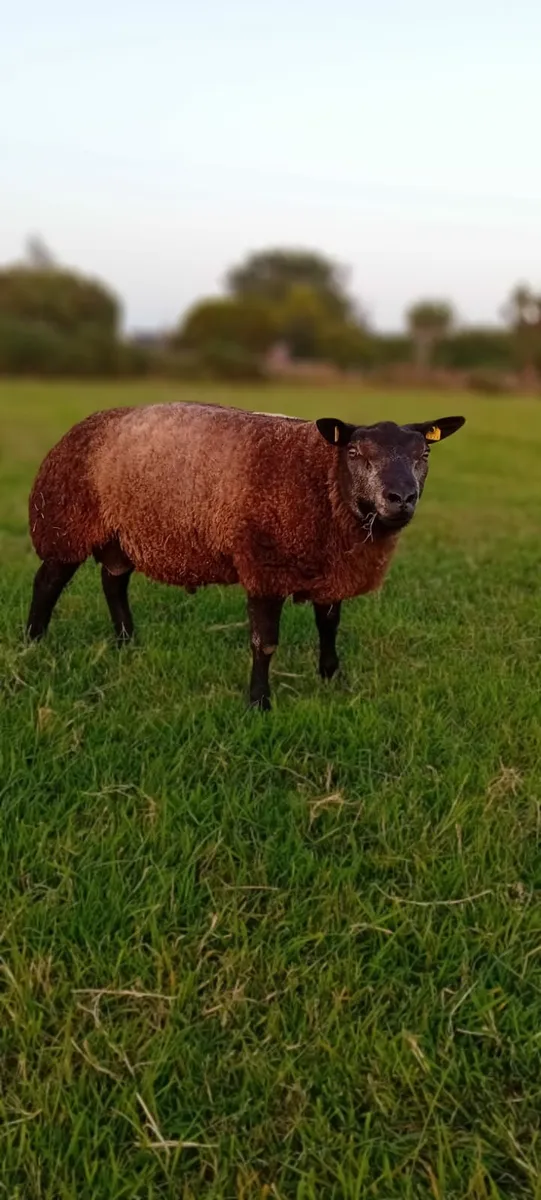P.B.R Blue Texel Ram Lambs - Image 1