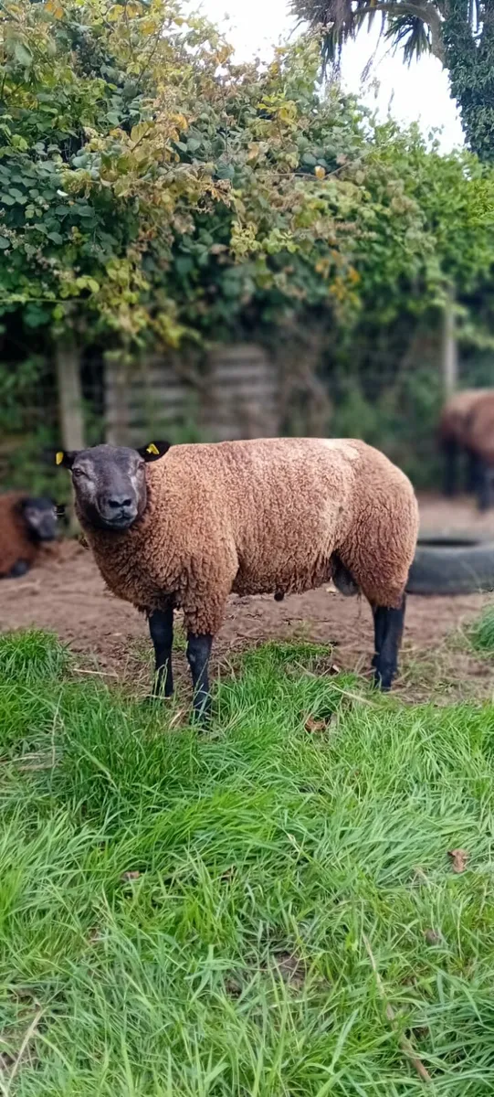 P.B.R Blue Texel Ram Lambs - Image 2