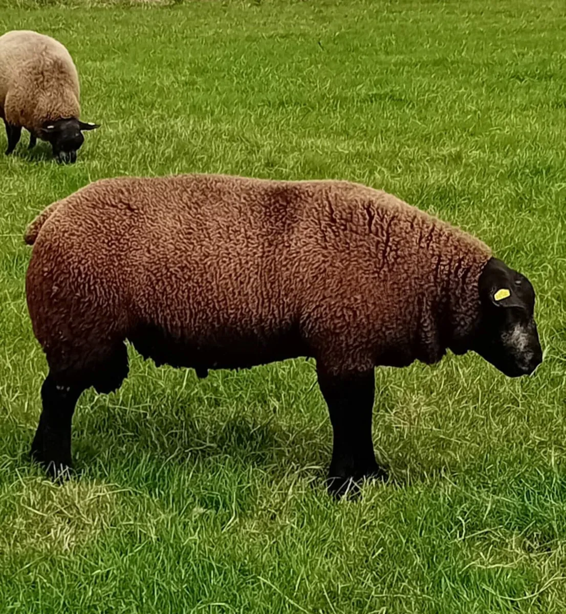 P.B.R Blue Texel Ram Lambs - Image 3