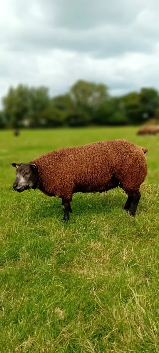 P.B.R Blue Texel Ram Lambs - Image 4