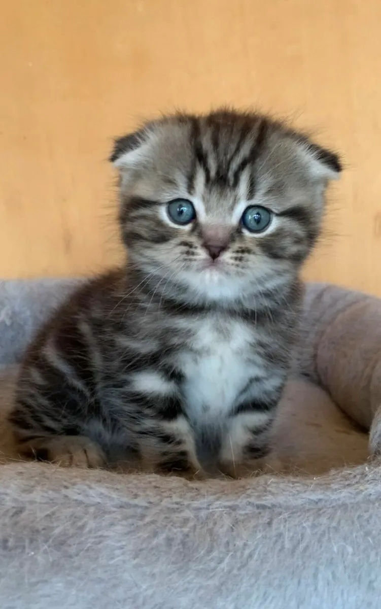 Classic silver tabby BSH X  male kitten - Image 1