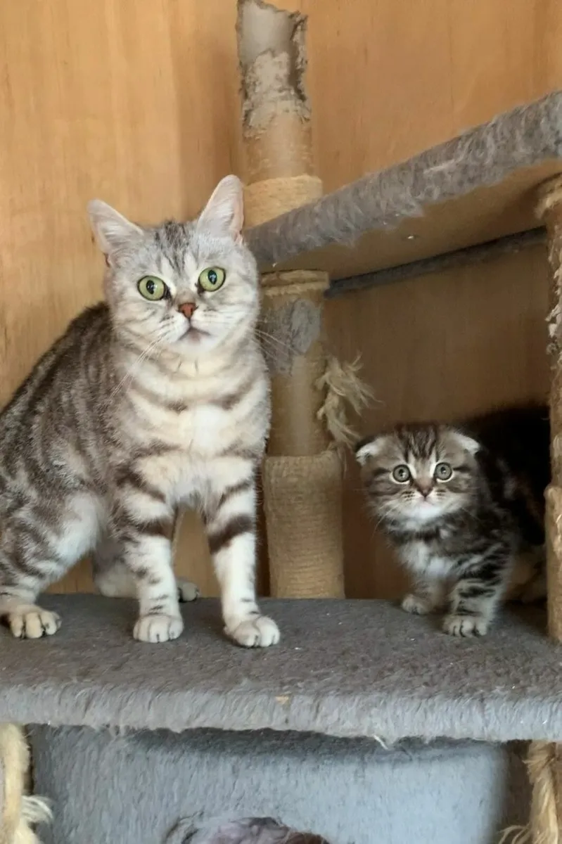 Classic silver tabby BSH X  male kitten - Image 2