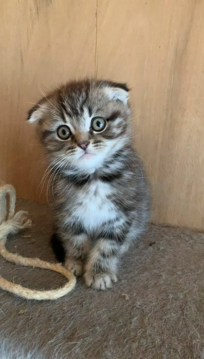 Classic silver tabby BSH X  male kitten - Image 3