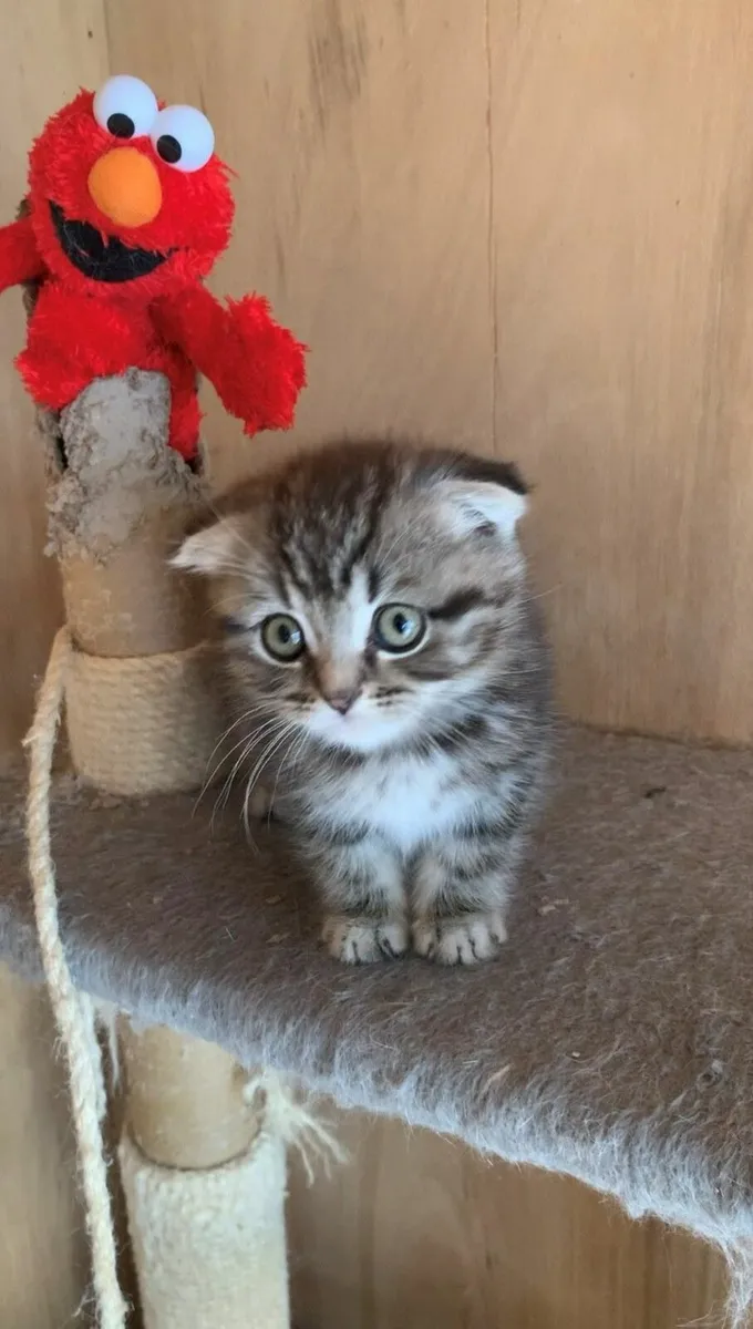 Classic silver tabby BSH X  male kitten - Image 4