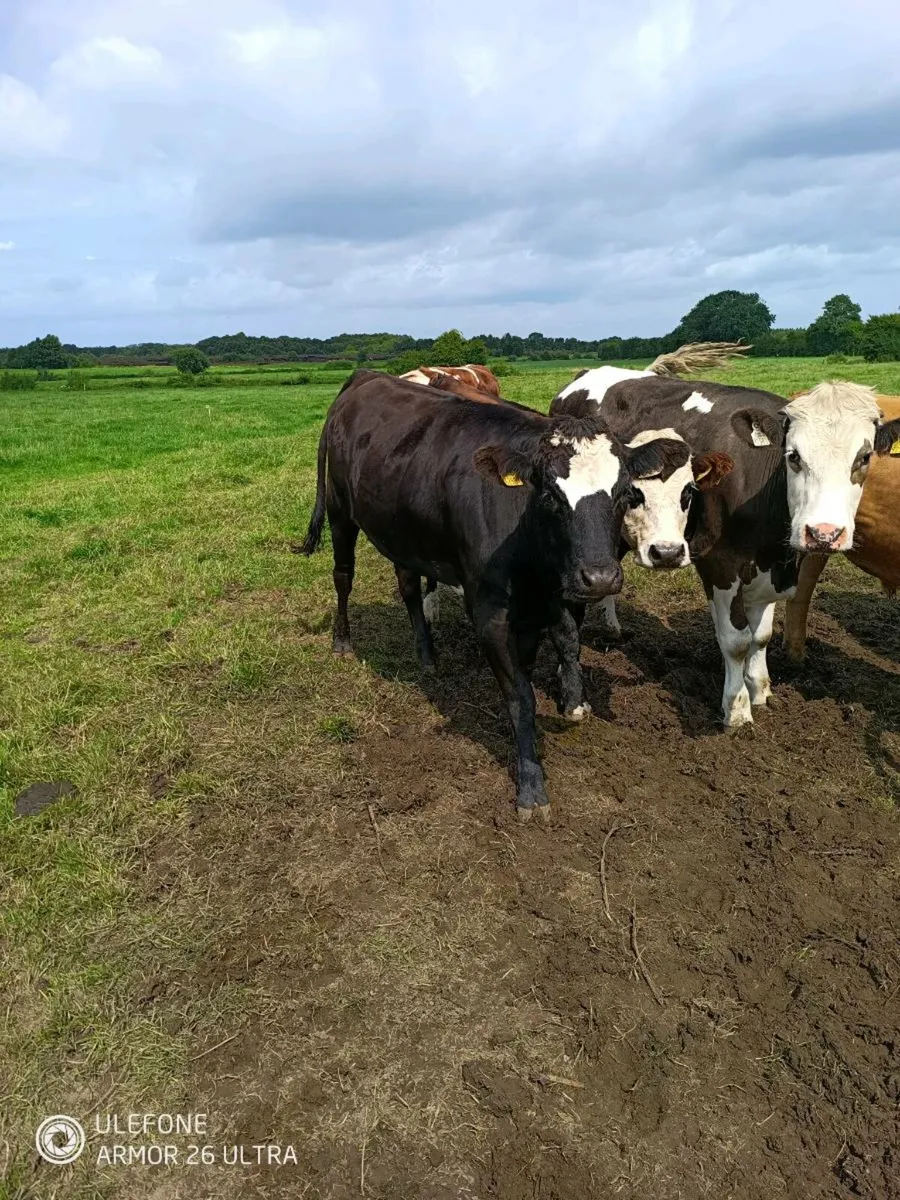 Wagyu x Heifer - Image 1