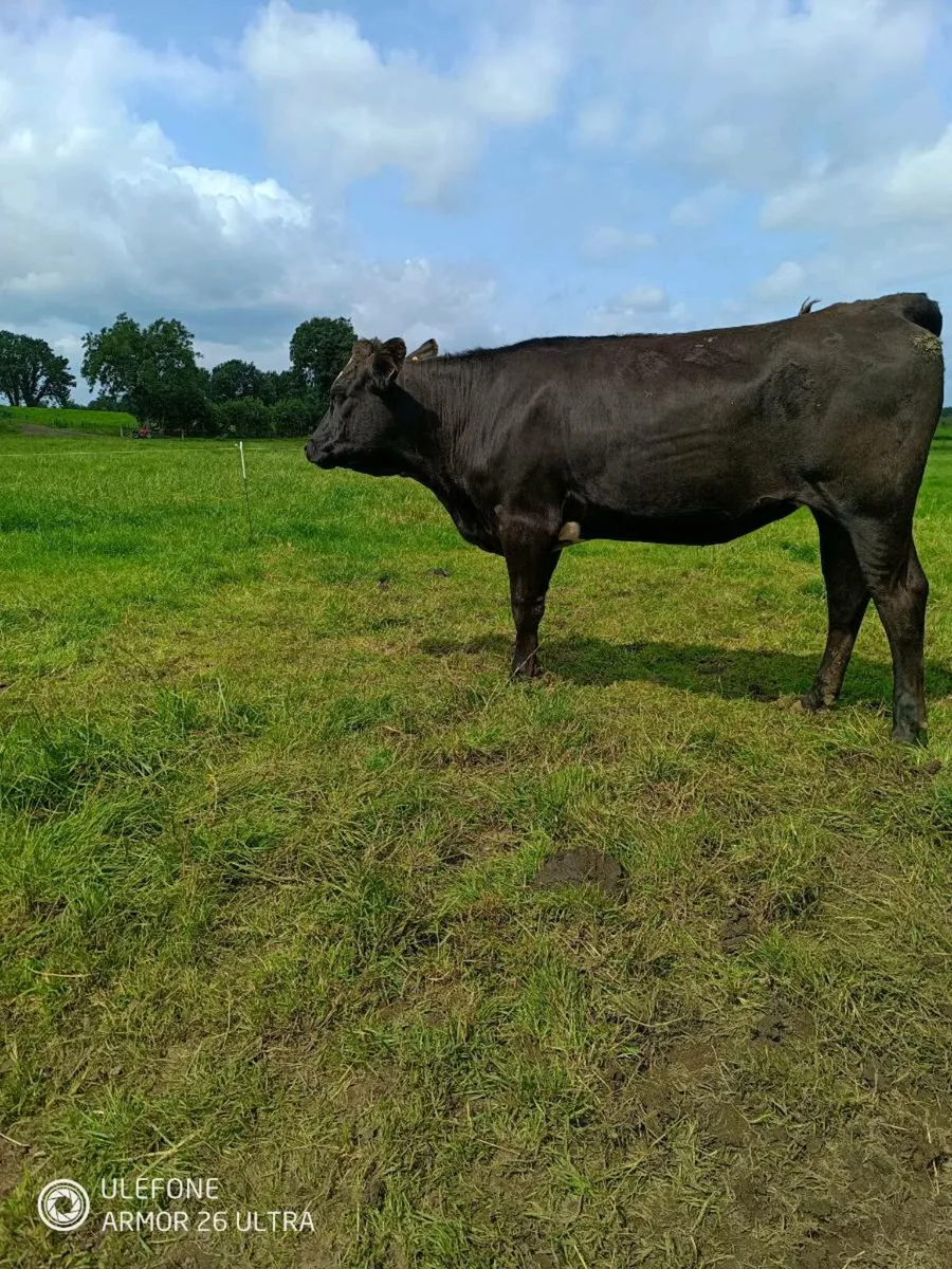 Wagyu x Heifer - Image 3