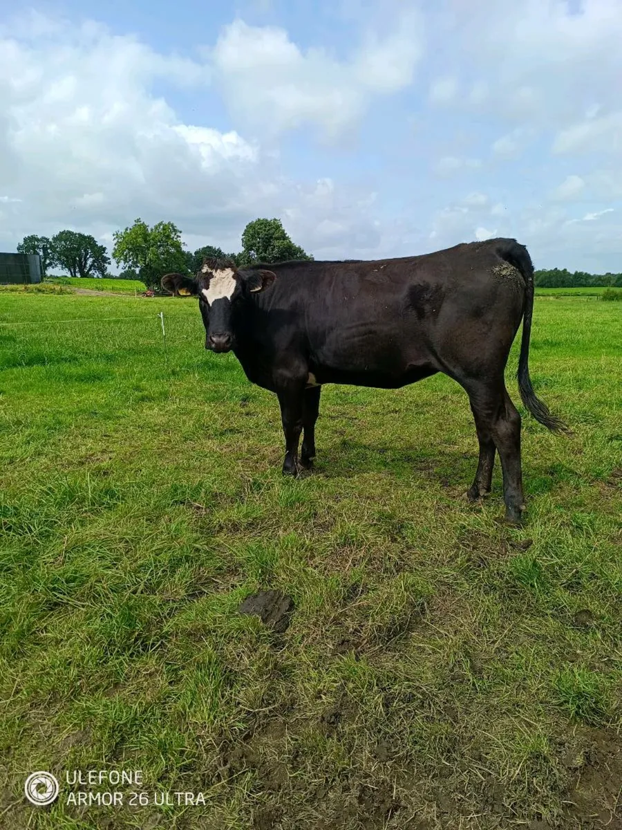 Wagyu x Heifer - Image 4