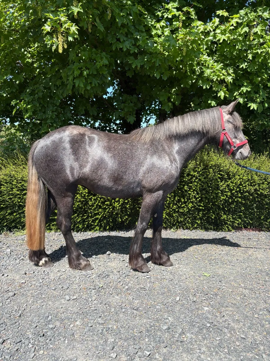 Horse - Image 2
