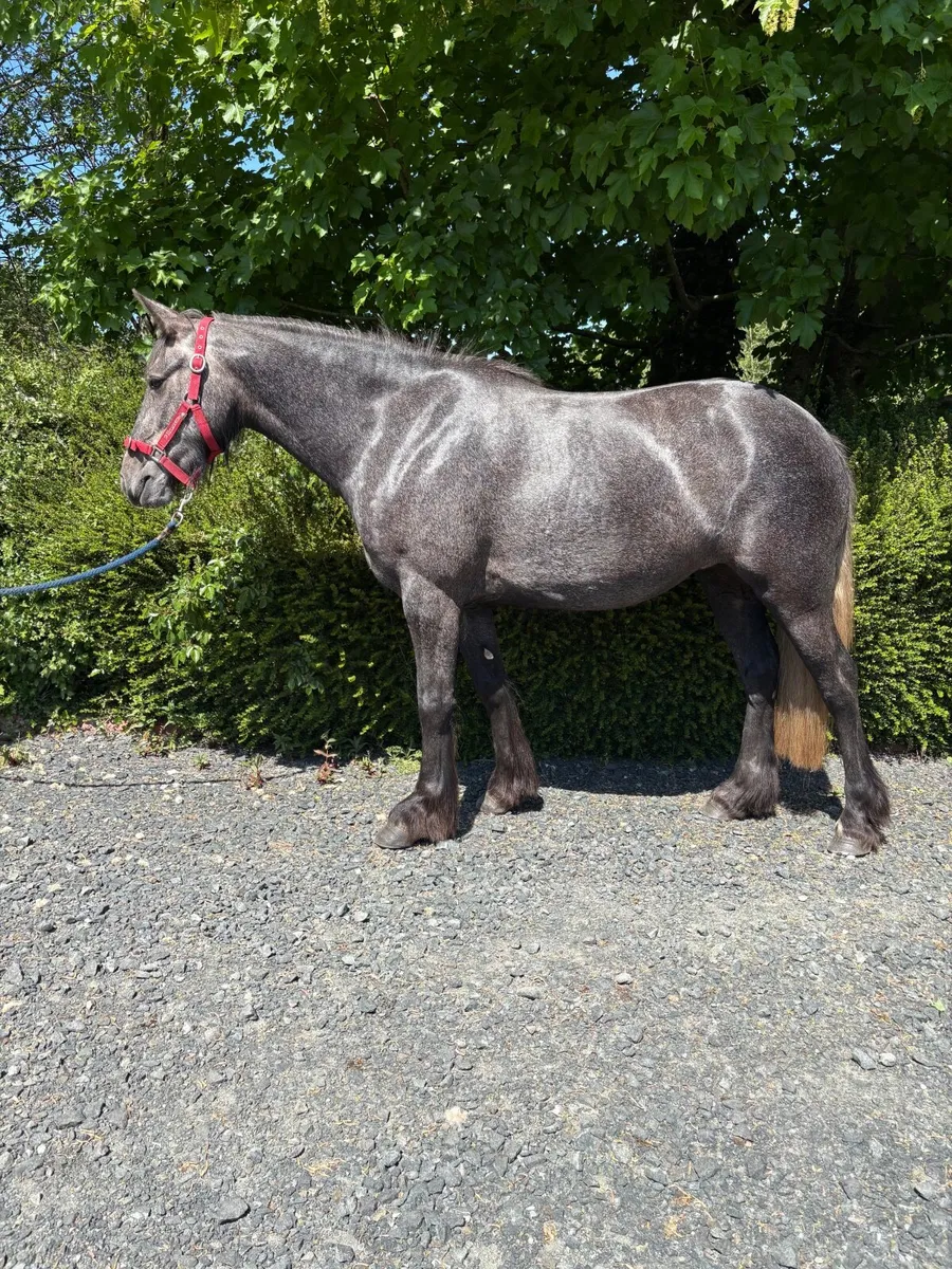 Horse - Image 3