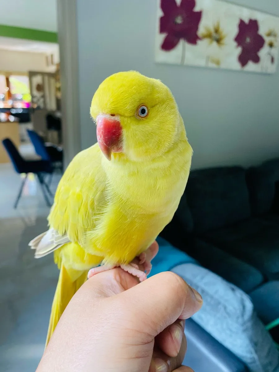 Hand reared Indian ring neck baby parrot - Image 1
