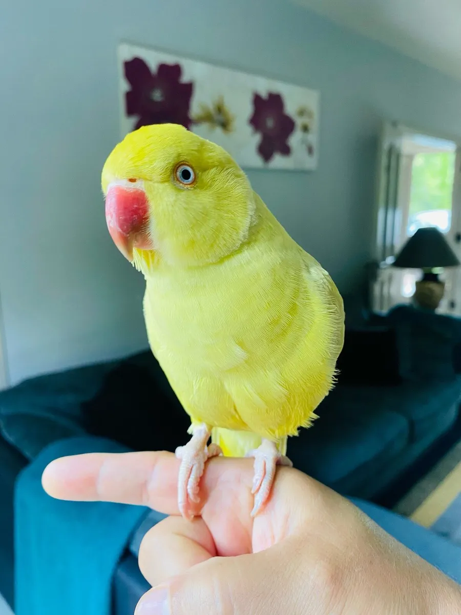 Hand reared Indian ring neck baby parrot - Image 2
