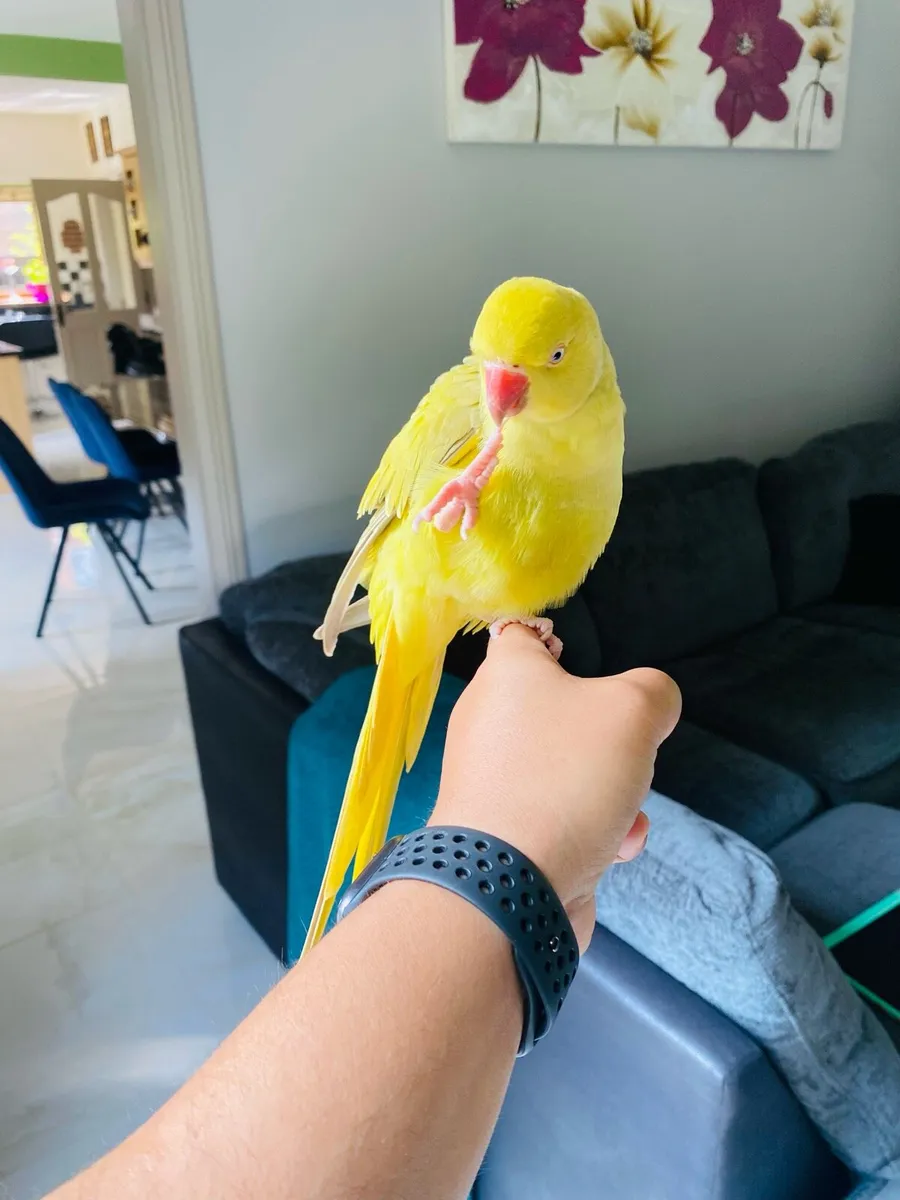 Hand reared Indian ring neck baby parrot - Image 3