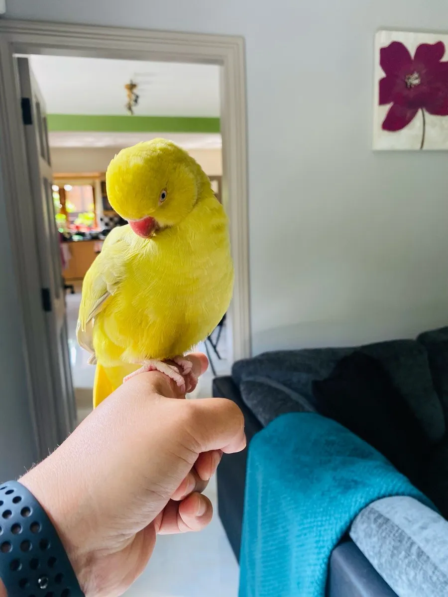 Hand reared Indian ring neck baby parrot - Image 4
