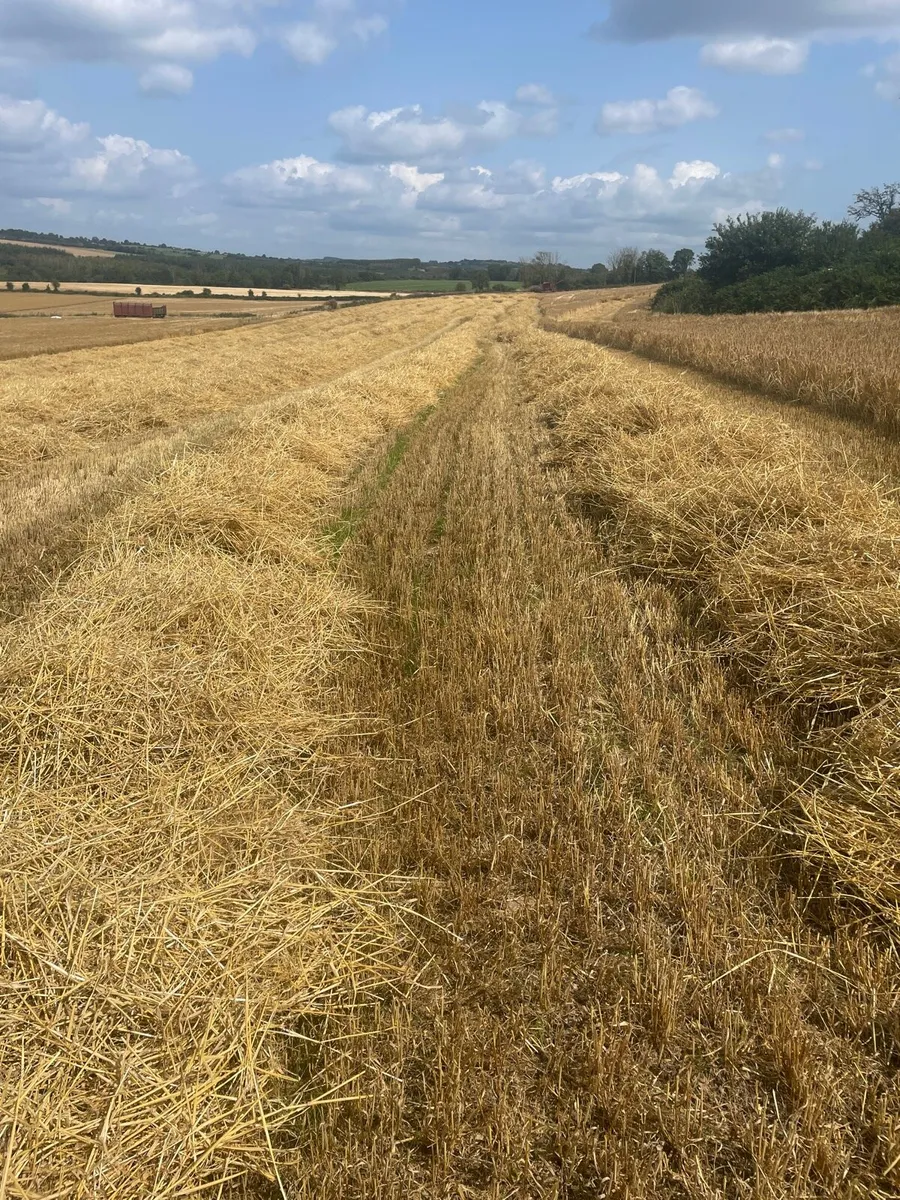 Round bales of barley straw - Image 1
