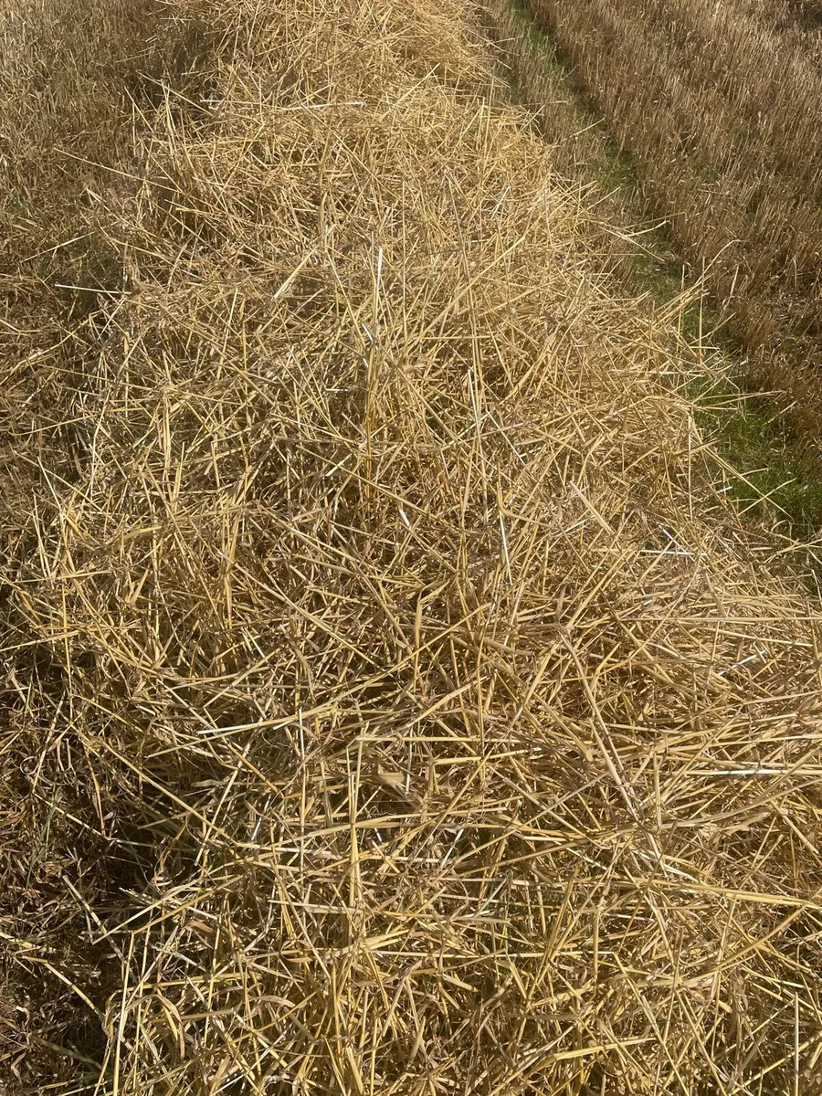 Round bales of barley straw - Image 2