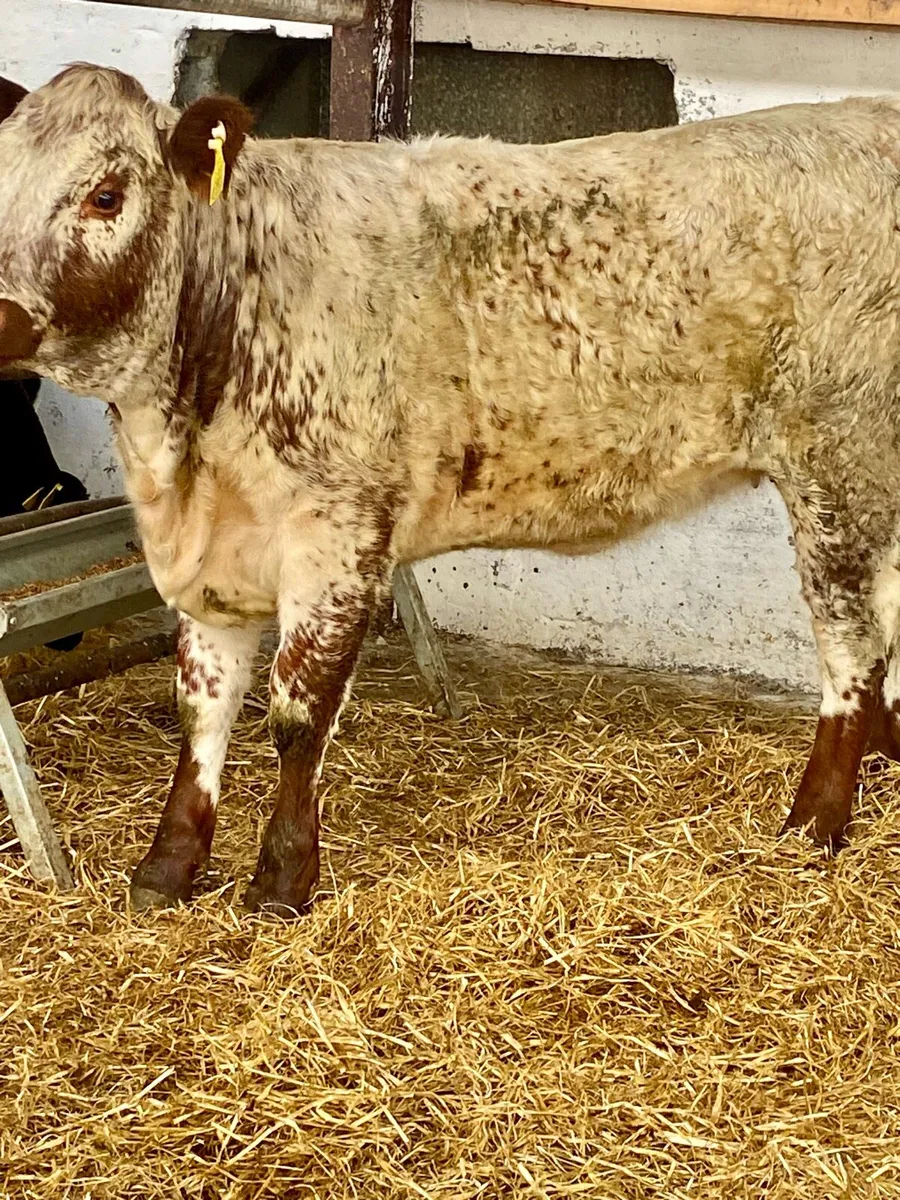 A SERIOUS SERIOUS ROAN BREEDING HEIFER WEANLING - Image 1