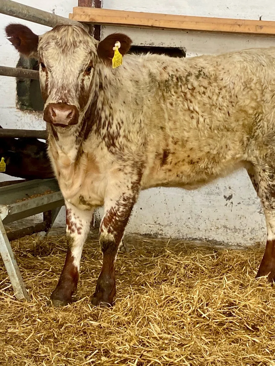A SERIOUS SERIOUS ROAN BREEDING HEIFER WEANLING - Image 2