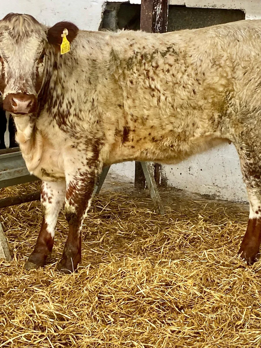 A SERIOUS SERIOUS ROAN BREEDING HEIFER WEANLING - Image 3