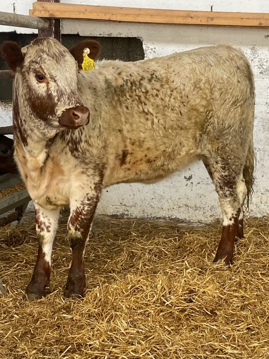 A SERIOUS SERIOUS ROAN BREEDING HEIFER WEANLING - Image 4
