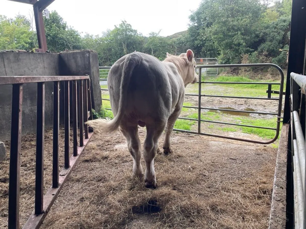 Pbr Charolais bull - Image 2