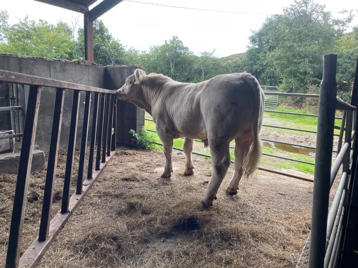 Pbr Charolais bull - Image 3