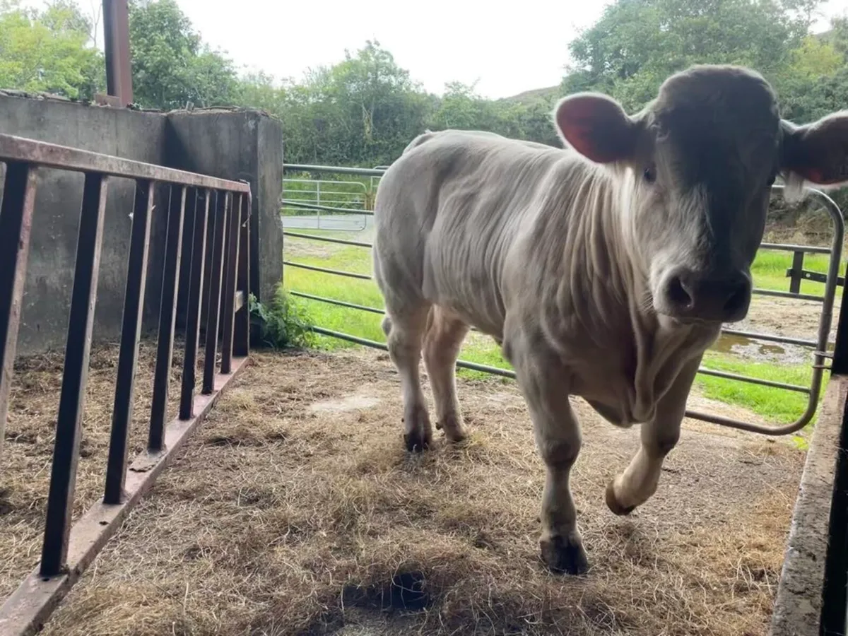 Pbr Charolais bull - Image 4
