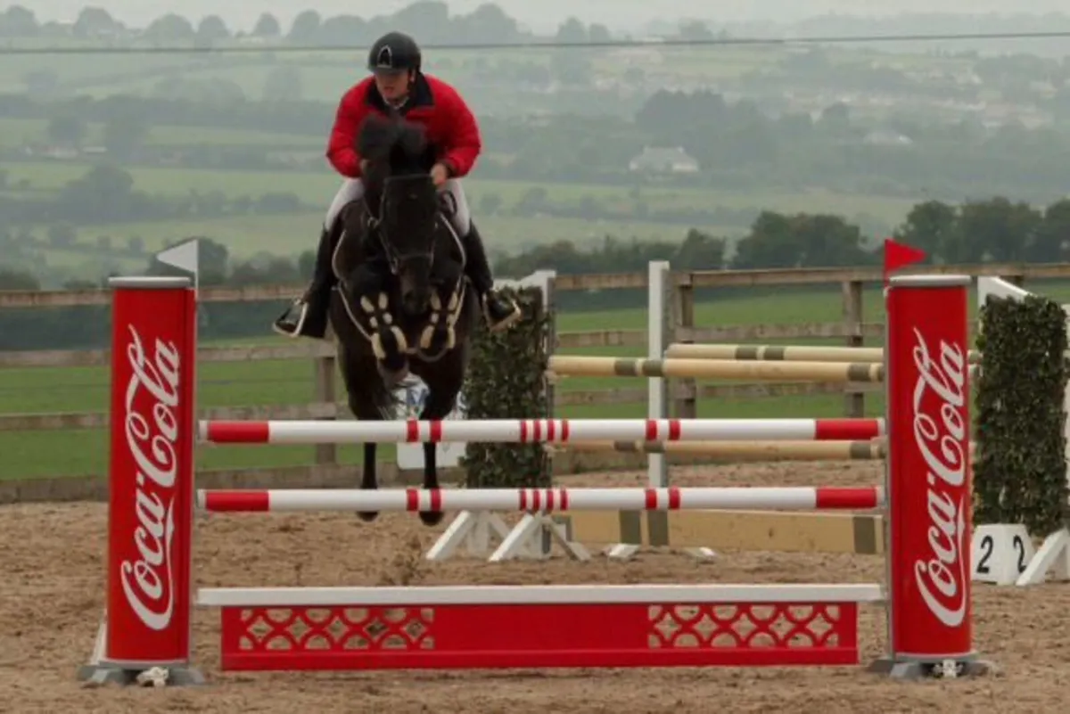 Schoolmaster Horse For Sale - Image 1