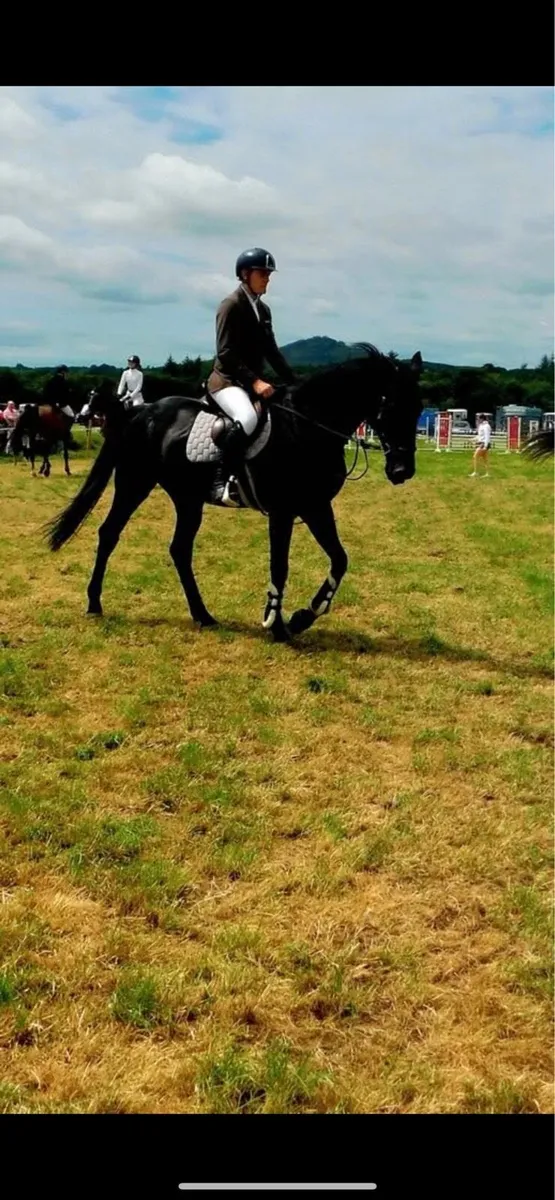 Schoolmaster Horse For Sale - Image 2