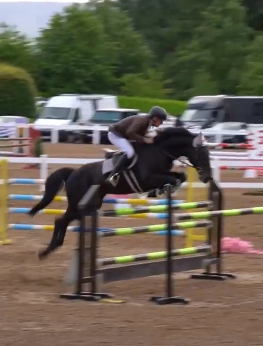 Schoolmaster Horse For Sale - Image 3