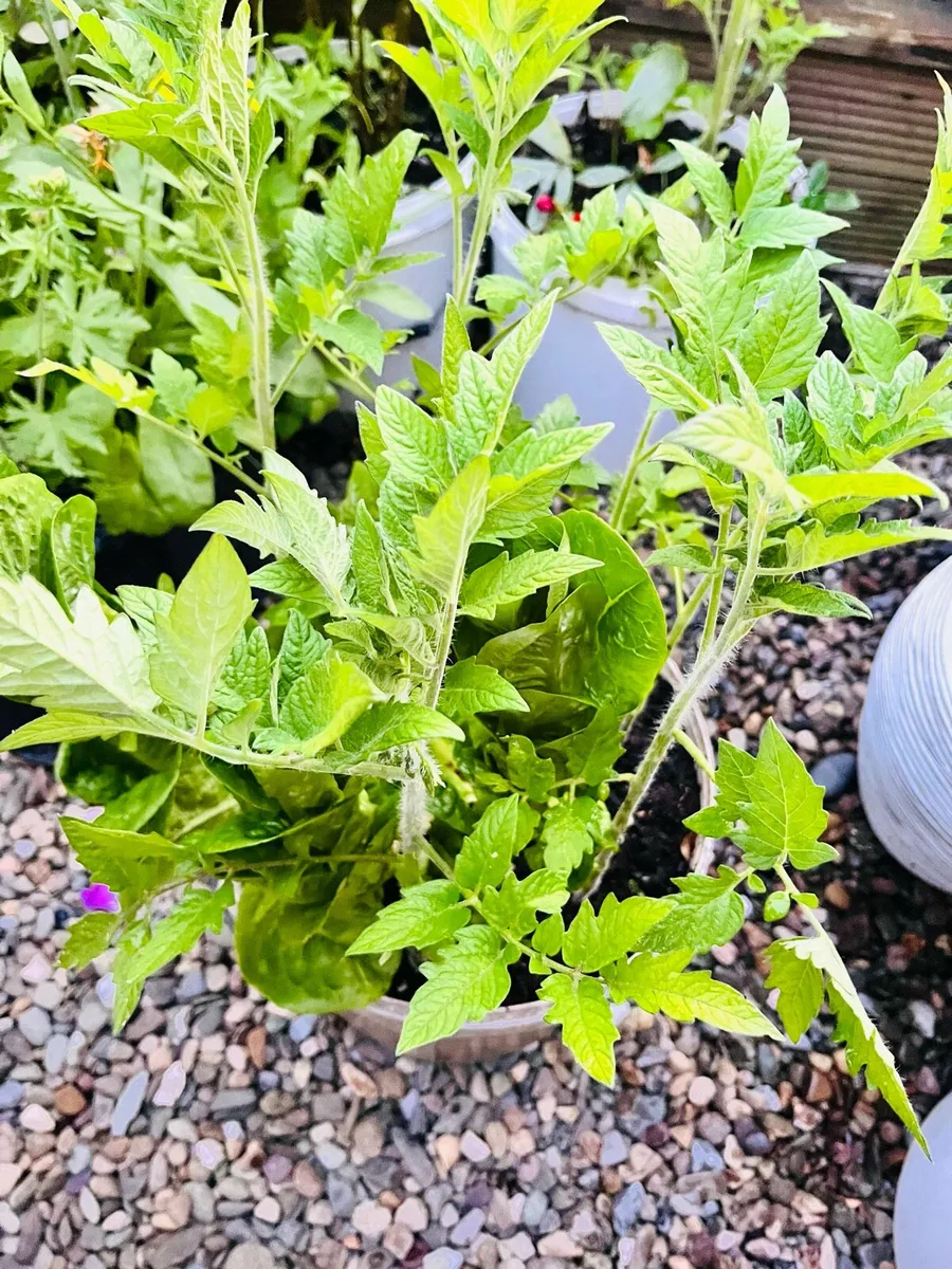 Two tomatoes plants in a big buckets - Image 2