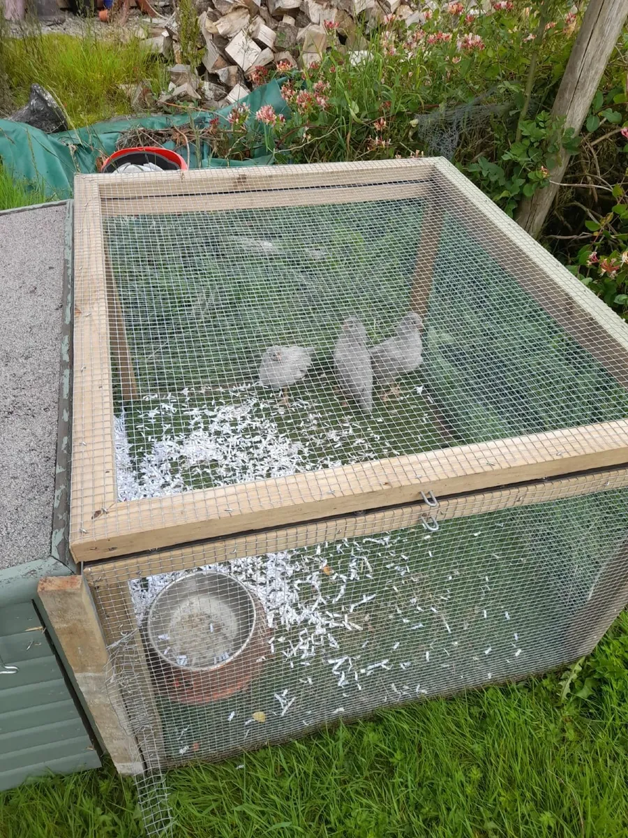 Lavender Araucana chicks - Image 1