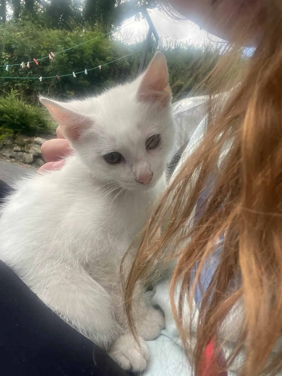 3 Kittens - Image 1