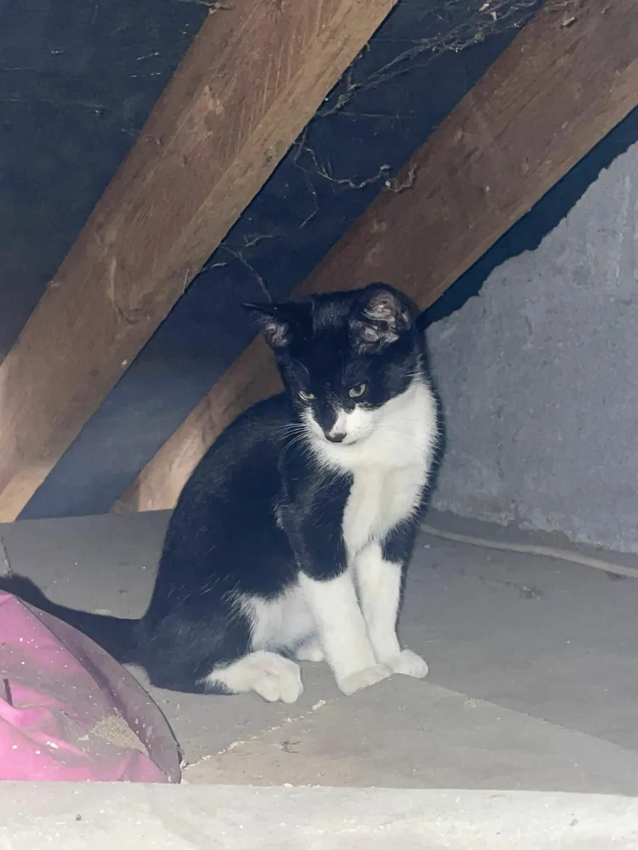 3 Kittens - Image 2