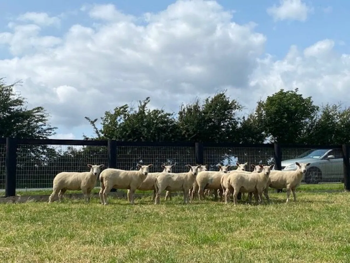 Charollais Pedigree Registered Hogget Ewes - Image 1