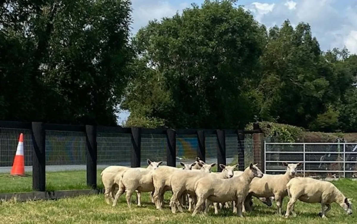 Charollais Pedigree Registered Hogget Ewes - Image 3