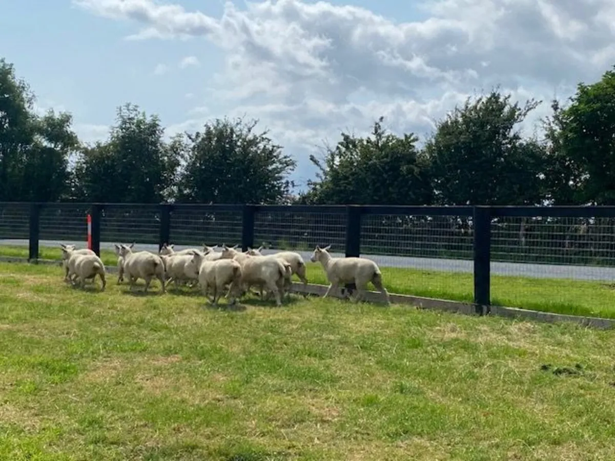 Charollais Pedigree Registered Hogget Ewes - Image 4