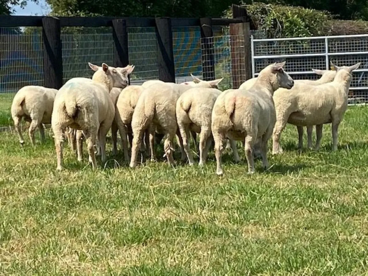 Charollais Pedigree Registered Hogget Ewes - Image 2