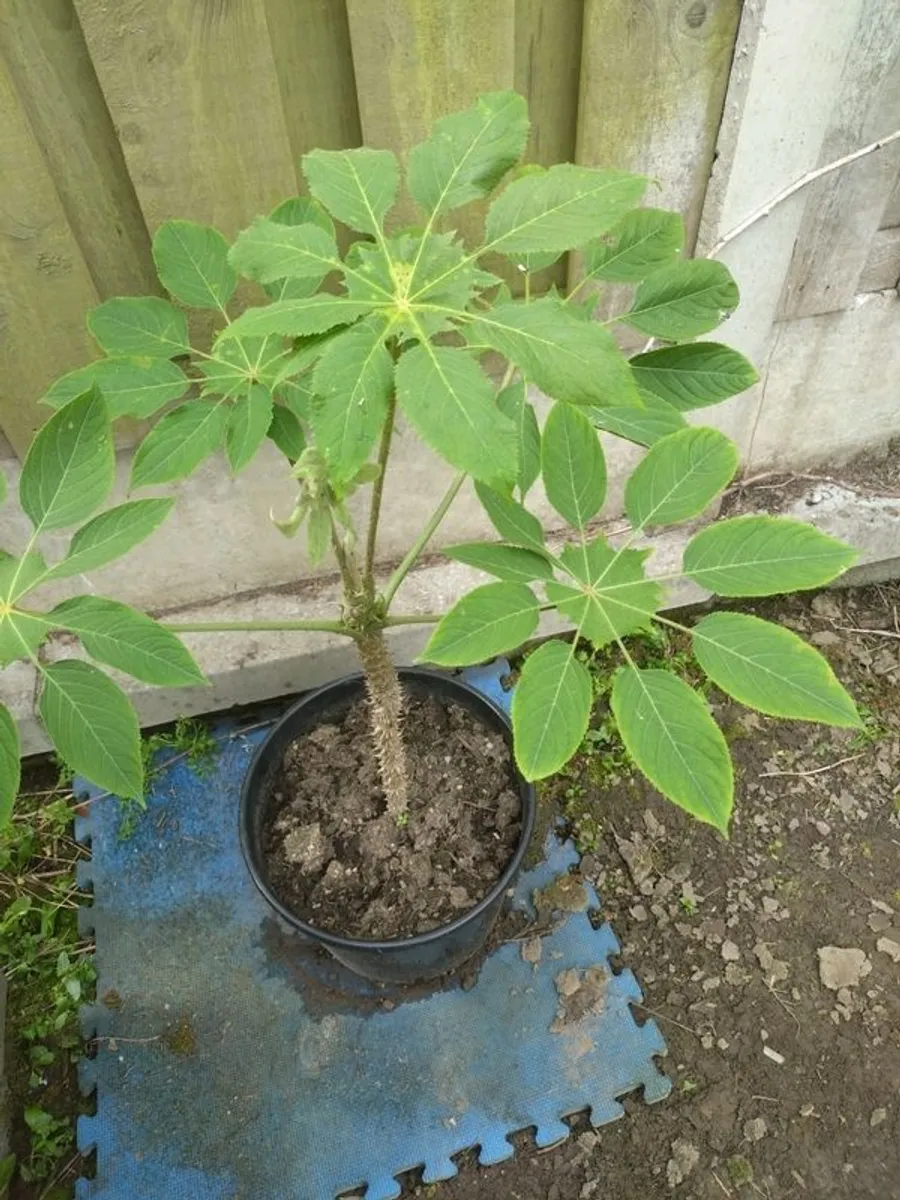 Weekend Offer Only Ten Euro Dublin Delivery - Rare Plant Brassaiopsis mitis - Image 1