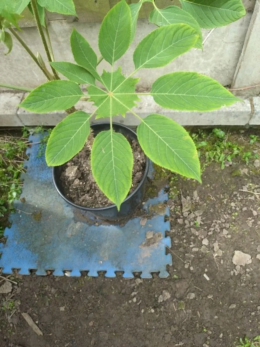 Weekend Offer Only Ten Euro Dublin Delivery - Rare Plant Brassaiopsis mitis - Image 2
