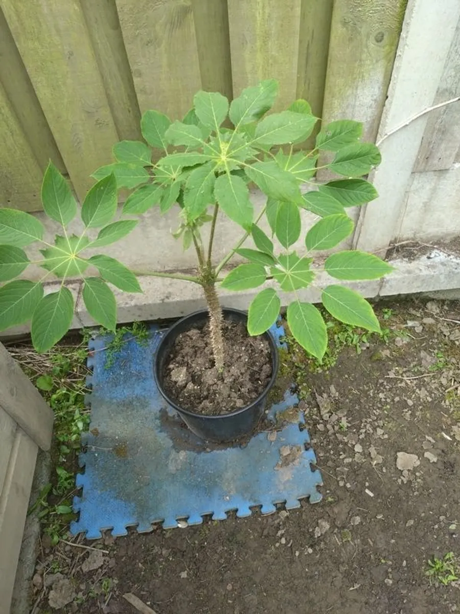 Weekend Offer Only Ten Euro Dublin Delivery - Rare Plant Brassaiopsis mitis - Image 3