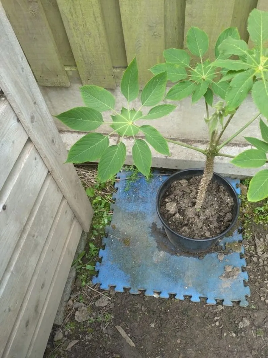 Weekend Offer Only Ten Euro Dublin Delivery - Rare Plant Brassaiopsis mitis - Image 4