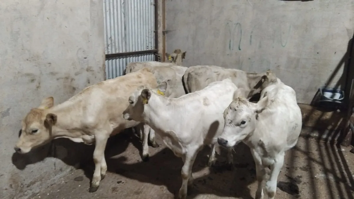 Sweet Charolais & Hereford Heifer Runners - Image 1
